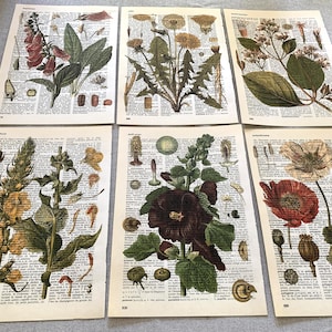 Vintage Botanisches Wörterbuch Drucke Wanddekoration 6 Antike Blumenbrett Drucke /R143