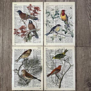 Dizionario stampato a tema uccello 4 stampe artistiche da parete con animali, poster di uccelli, regalo da parete con uccelli su rami /R52
