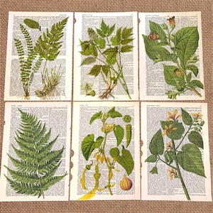 Set of 6 Fern Botanical Wall Art Prints, Antique Dictionary Print, Foliage Decor on Old Book Page - R14