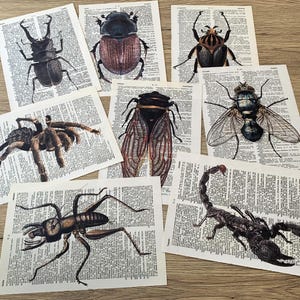 Könnte beinhalten: Eine Sammlung von acht Insektenillustrationen, die auf alten Wörterbuchseiten gedruckt sind. Die Insekten, darunter ein Käfer, eine Fliege, ein Skorpion und eine Spinne, sind in Schwarz- und Brauntönen dargestellt. Die Seiten sind auf einer hellen Holzoberfläche angeordnet.