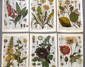 Floral Themed dictionary prints
