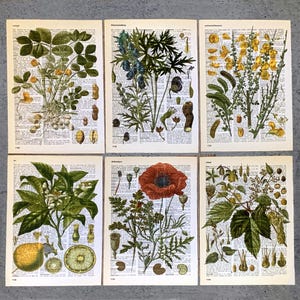 Op de afbeelding: Zes botanische prenten met vintage illustraties van diverse planten en bloemen. Elke prent toont gedetailleerde tekeningen van verschillende soorten, tegen een achtergrond van verouderde woordenboekpagina's. Het kleurenpalet omvat groen, geel, rood en bruin.
