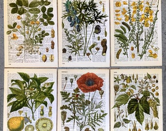 Floral Themed dictionary prints