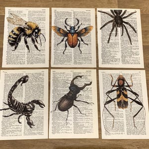 Insect themed dictionary prints, wall decoration, bee, beetle, 6 plates on old book pages for entomologists