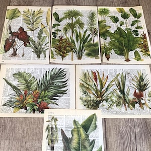 Tropische Pflanzen Wörterbuch Drucke Wand Dekor 6 botanische Drucke grüne Pflanzen, Pflanze Wand Dekor/R65