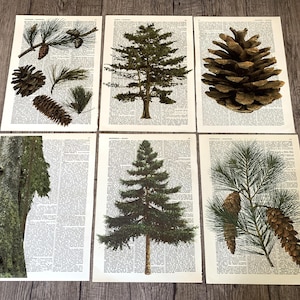 Può includere: Sei stampe botaniche con immagini di pigne, aghi di pino e alberi. Le immagini sono stampate su pagine di un dizionario vintage. Le stampe sono in tonalità di verde e marrone.