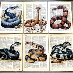 Könnte beinhalten: Sechs alte Wörterbuchseiten mit detaillierten Schlangenillustrationen. Die obere Reihe zeigt eine blaue, eine braune und eine rot-schwarz gestreifte Schlange. Die untere Reihe zeigt eine schwarze, eine beige-braune und eine schwarz-weiße Schlange.