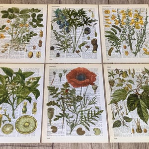 Vintage Botanische Wörterbuch Drucke Wanddekoration 6 antike Blumenbrett Drucke /R186