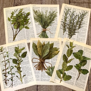 May include: Six botanical prints displaying green herbs and foliage, set against vintage dictionary pages. The prints feature detailed illustrations of herbs, creating a rustic and natural aesthetic. The collection includes various herbs, each with a unique appearance.