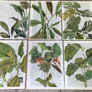 Plant themed dictionary prints - wall decor, 6 green indoor plant prints /R110
