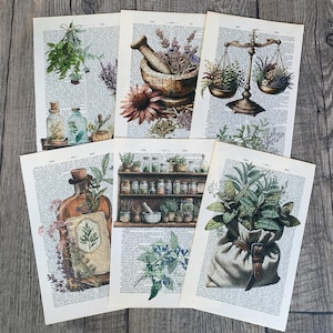 Set di 6 stampe di carta da dizionario vintage con tema erbe aromatiche, ideale decorazione da parete per cucina country R79
