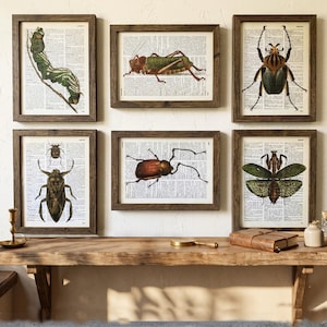Könnte beinhalten: Sechs gerahmte Insektenillustrationen. Die Kunstwerke zeigen detaillierte Zeichnungen verschiedener Insekten, darunter eine Raupe, eine Heuschrecke und Käfer, vor dem Hintergrund von Vintage-Wörterbuchseiten. Die Rahmen sind aus dunklem Holz.