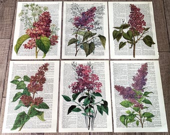 Floral themed dictionary prints wall decor 6 Lilac prints