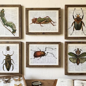 Vintage-Insekten-Wandkunst – 6 Kunstdrucke zum Thema Insektenlexikon – Entomologie-Dekor – recycelte Buchseiten, R168