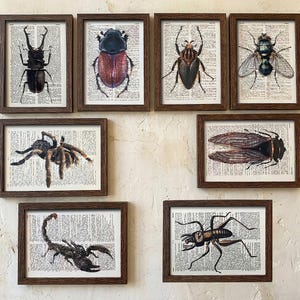Insekten-Wandbild-Set, 6 Vintage-Drucke von Seiten aus einem Entomologie-Wörterbuch, Geschenk für Skorpion-, Käfer- und Vogelspinnenliebhaber /R293