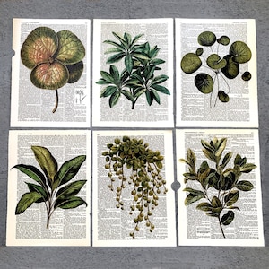 May include: Six botanical prints featuring detailed illustrations of various plants. Each print showcases a different plant species, rendered in shades of green, brown, and yellow. The illustrations are set against a backdrop of vintage dictionary pages.
