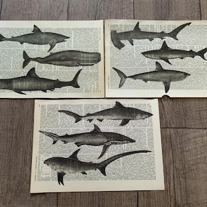 Impresión artística de tiburón vintage en página de diccionario antiguo, póster con temática de cetáceos, decoración de pared vintage, regalo /R31