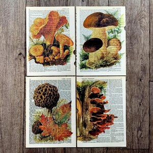 以下が含まれることがあります： さまざまなキノコの精巧なイラストが描かれた、4つのヴィンテージ植物画。茶色、オレンジ、黄色などの様々な色合いが、古くなった辞書を背景に表現されています。