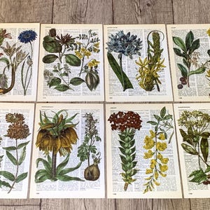 May include: Eight botanical prints displaying colourful illustrations of various flowers and plants. The artwork is printed on pages from an old book, with the text visible in the background. The prints showcase a variety of floral species.