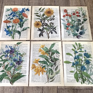 Stampe da parete con dizionario botanico, 6 stampe floreali, girasole, gerbera, pisello odoroso, giardino fiorito - R89