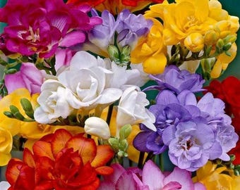 Freesien Doppel Mischung Blumenzwiebeln | 20 Zwiebeln Duftende Bunte Gartenblüte Packung