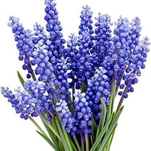 Puede incluir: Un ramo de flores de jacinto de uva azul con tallos y hojas verdes. Las flores son de un color azul intenso, con pequeñas flores en forma de campana agrupadas. El arreglo está sobre un fondo blanco.