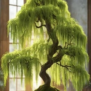Thick trunk bonsai - Etsy.de