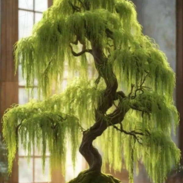 Weeping Willow Bonsai Cutting – Live Thick Trunk Willow Tree for Indoor & Outdoor