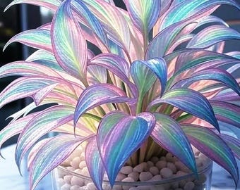 305+ Mixed Hosta Seeds, Rare Shade Drought Tolerant Plants