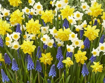 Kit de jardín de flores con 25 bulbos / Mezcla fragante de narcisos Muscari, fácil de cultivar al aire libre. Regalo ideal.