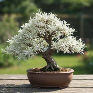 erdbeerbaum bonsai DIY Bonsai Bar Kit main image 0