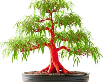 Flame Willow Bonsai Cutting – Oranjerode boomschors voor bonsai binnen en buiten