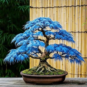 ist ficus ginseng ein bonsai Ficus Ginseng Bonsai
