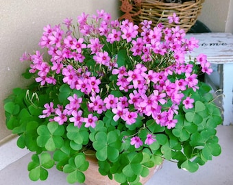 Confezione da 24 bulbi di trifoglio a croce di ferro / Oxalis viva, pianta perenne portafortuna per interni ed esterni.