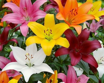 10 bulbos de lirio asiático (mezcla) – Bulbos de jardín perennes con flores para plantar