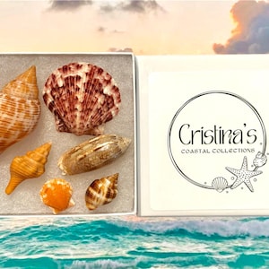 Florida Seashell Variety Box: Handpicked Coastal Decor Set