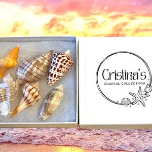 Scatola di conchiglie assortite - Set di 6 conchiglie selezionate a mano - Artigianato di conchiglie - Collezione di conchiglie - Decorazioni costiere - Conchiglie della Florida - Scoperte sulla spiaggia