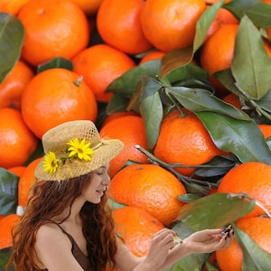 Digitale Broschüre Ätherisches Öl Mandarine – Aromatherapie GuideCITRUS - Mandarinenöl