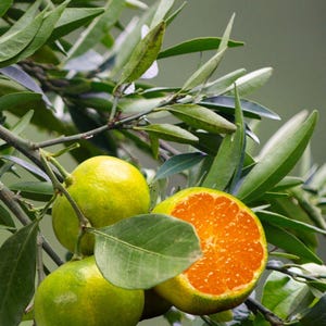 Ätherisches Öl Grüne Mandarine Guide: Aromatherapie Einsteiger-Broschüre (Digitaler Download)