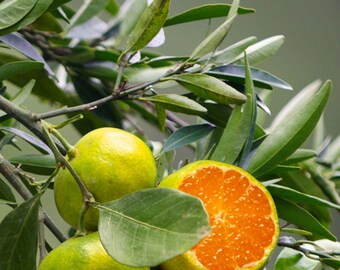 Guía Ätherisches Öl Grüne Mandarine: Aromatherapie Einsteiger-Broschüre (Descarga digital)