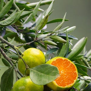 Könnte beinhalten: Nahaufnahme eines Zitruszweigs mit grünen Blättern und mehreren Mandarinen. Eine Mandarine ist halbiert und zeigt leuchtend orangefarbene Segmente. Die anderen Mandarinen sind grün und gelb.