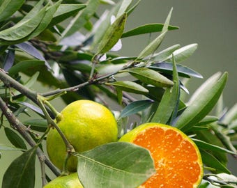 Guía del aceite esencial de mandarina verde: Folleto para principiantes en aromaterapia (Descarga digital)