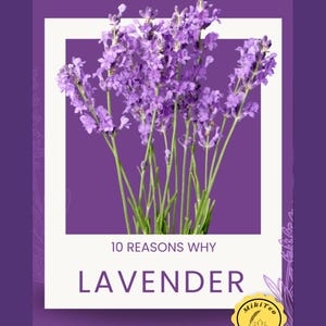 Puede incluir: Imagen de un ramo de flores de lavanda en un marco blanco sobre un fondo púrpura. El texto dice "10 razones por las que la lavanda". Un sello dorado con el nombre "MikiTeo" está en la esquina inferior derecha.