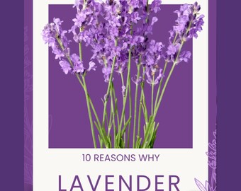 10 razones por las que la lavanda