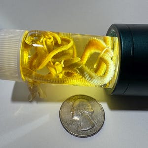 Polychaete Worms- Preserved Wet Specimen!