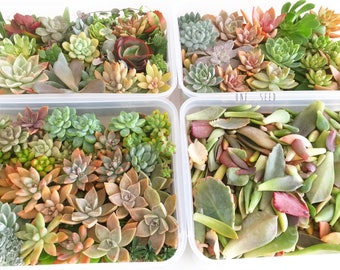 Diy Succulent Leaves Cutting Arrangement Display Exotic Collector Wedding Bouquet Bride Bridesmaid Groom Groomsman Favour Gift Australia Decorations Weddings Valresa Com