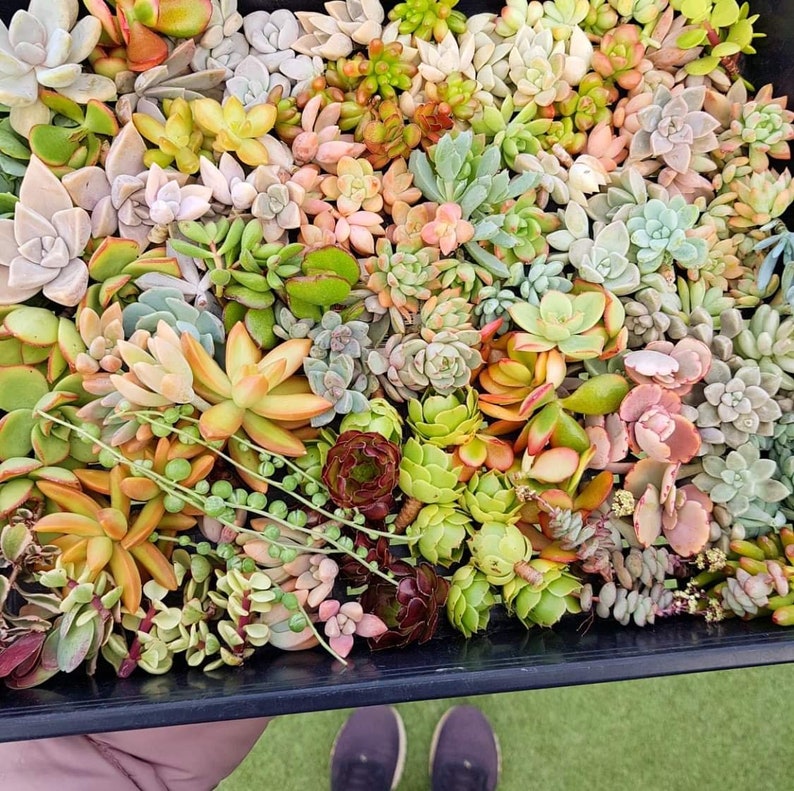 DIY Succulent cutting clipping arrangement display exotic collector wedding bouquet bride bridesmaid groom groomsman favour gift Australia