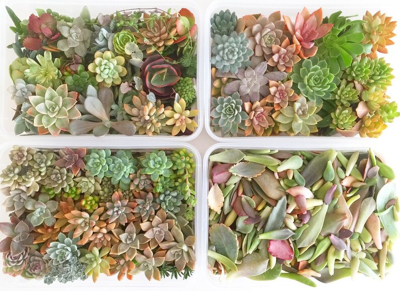 DIY Succulent cutting clipping arrangement display exotic collector wedding bouquet bride bridesmaid groom groomsman favour gift Australia