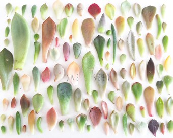 DIY Suculent hojas de corte disposición exhibición exótico coleccionista boda ramo de novia novia dama de honor padrino favor regalo Australia