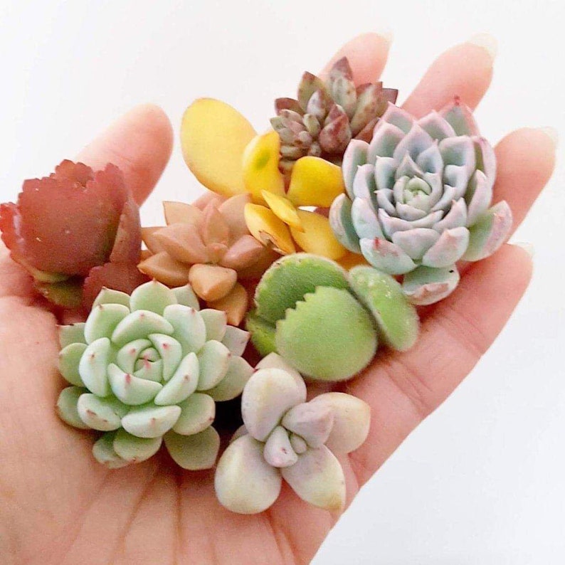 DIY Succulent cutting clipping arrangement display exotic collector wedding bouquet bride bridesmaid groom groomsman favour gift Australia